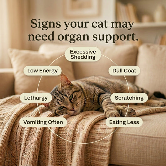 Beef Organ Blend for Cats for a shinier coat, more energy & healthy heart