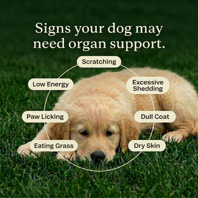Beef Organ Blend for Dogs for a shinier coat, more energy & stronger immunity