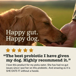 Probiotic Blend for Dogs for gut health, digestion & immune support